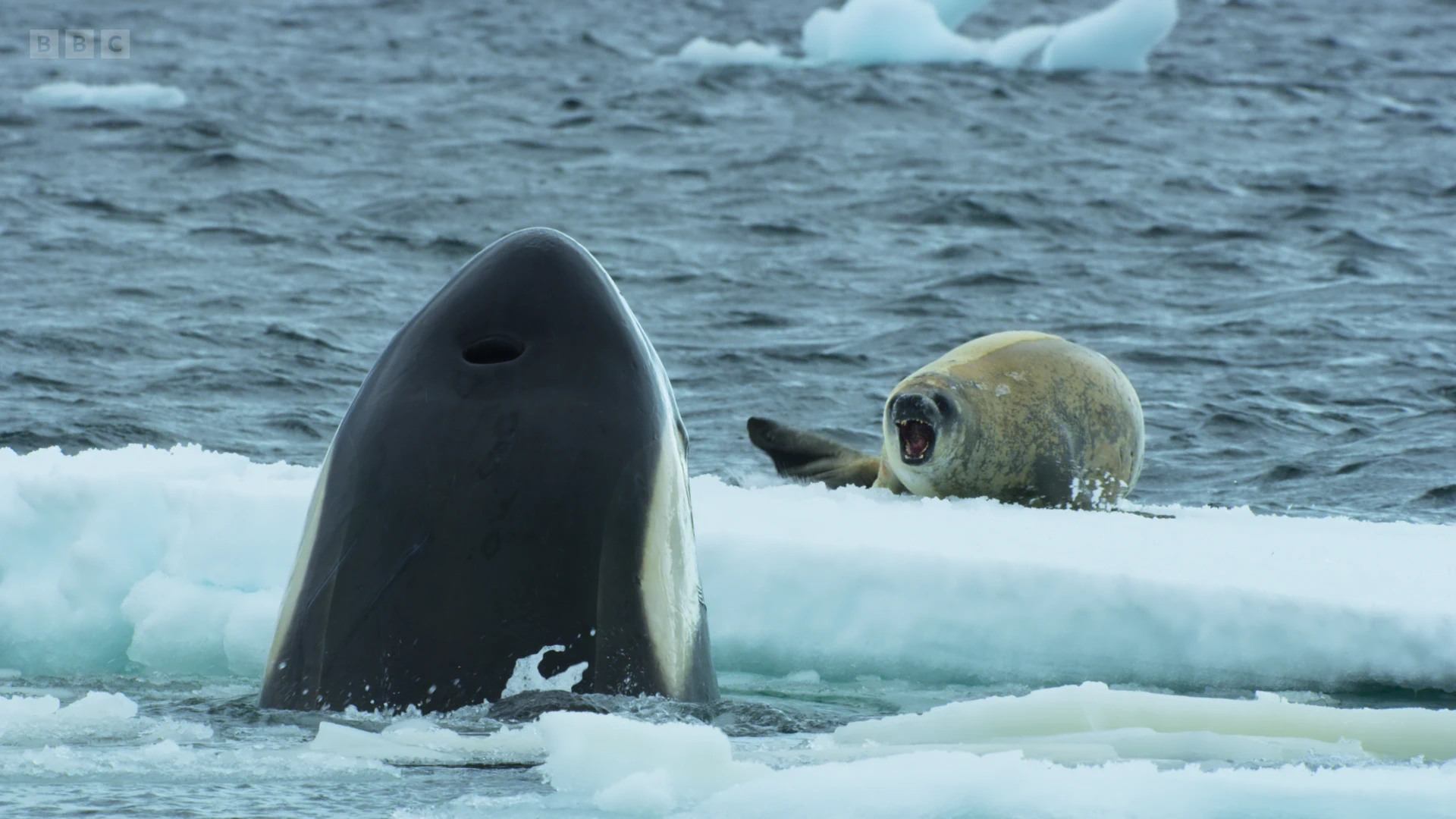 Crabeater seal (Lobodon carcinophaga) as shown in Frozen Planet II - Frozen South
